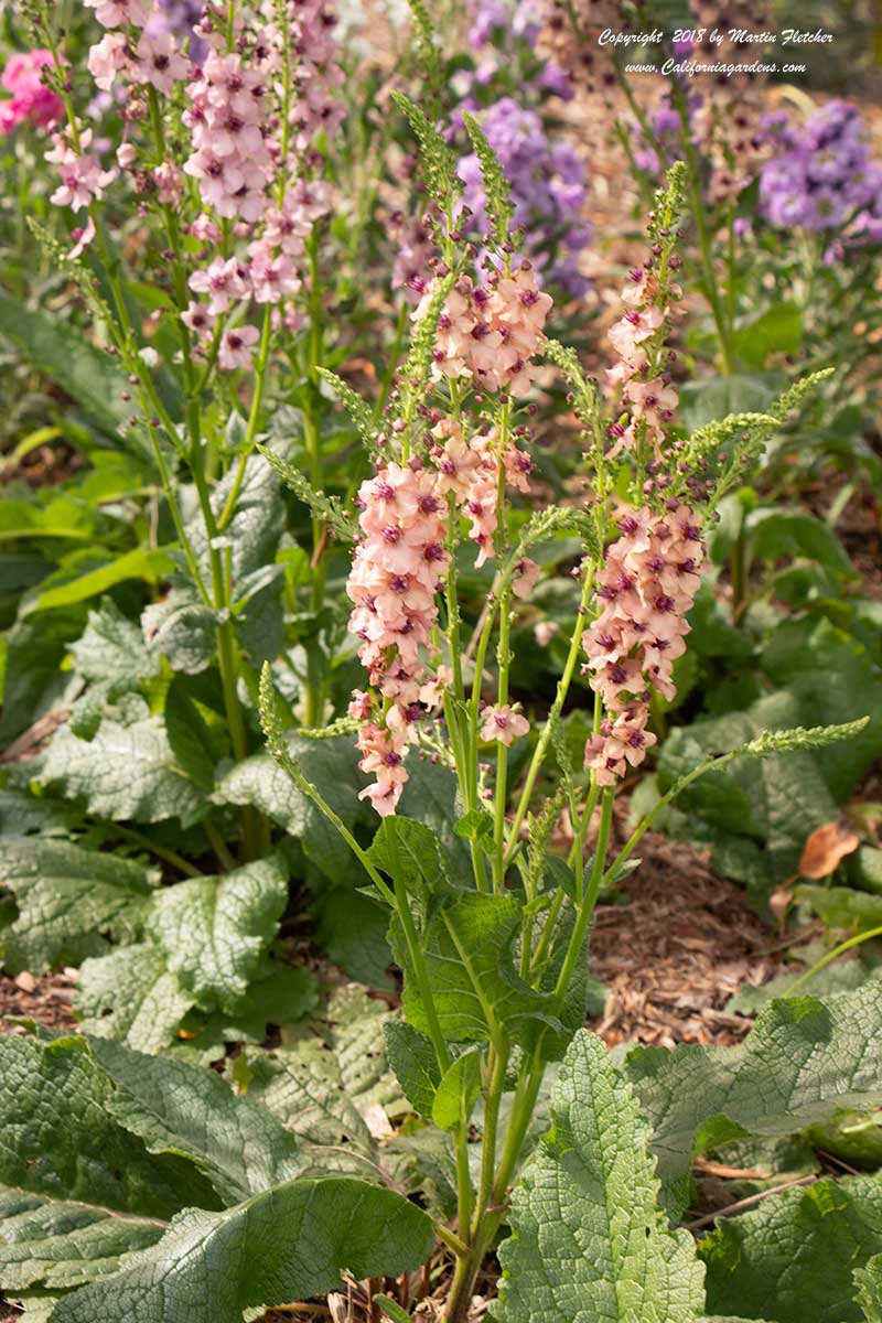 Verbascum Southern Charm, Mullein