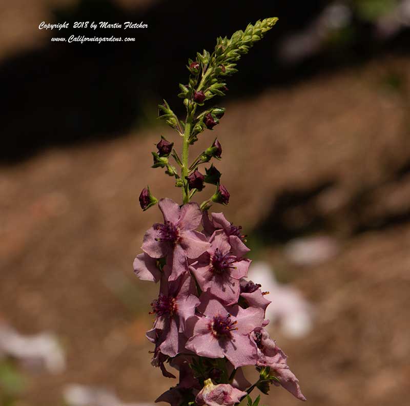 Verbascum Southern Charm, Mullein