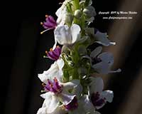 Verbascum chaixii album, Nettle Leaved Mullein