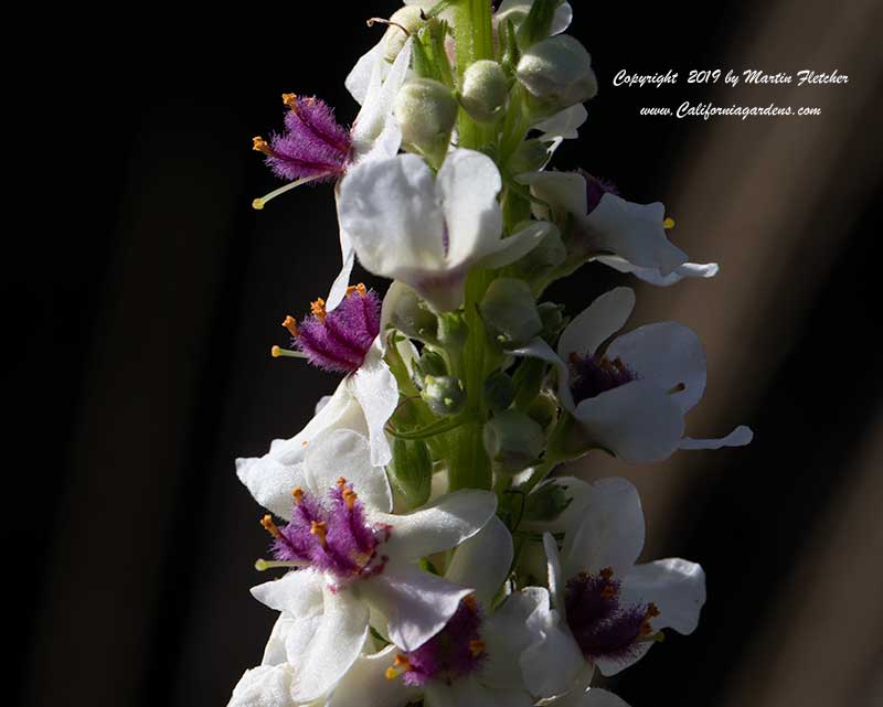 Verbascum chaixii album, Nettle Leaved Mullein