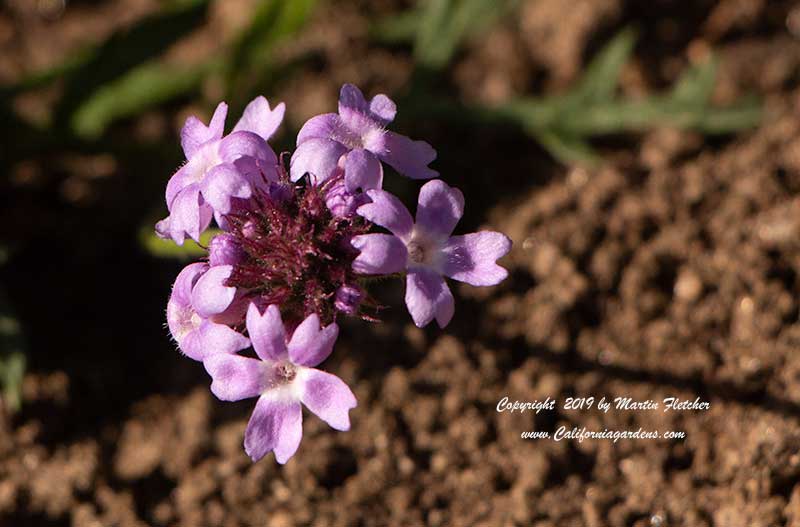 Verbena lilacina Paseo Rancho, Pink Cedros Island Verbena