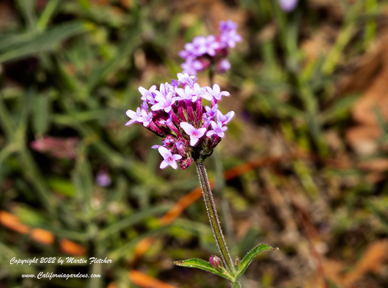 Verbena bonariensis Little One, Dwarf Purpletop Vervain