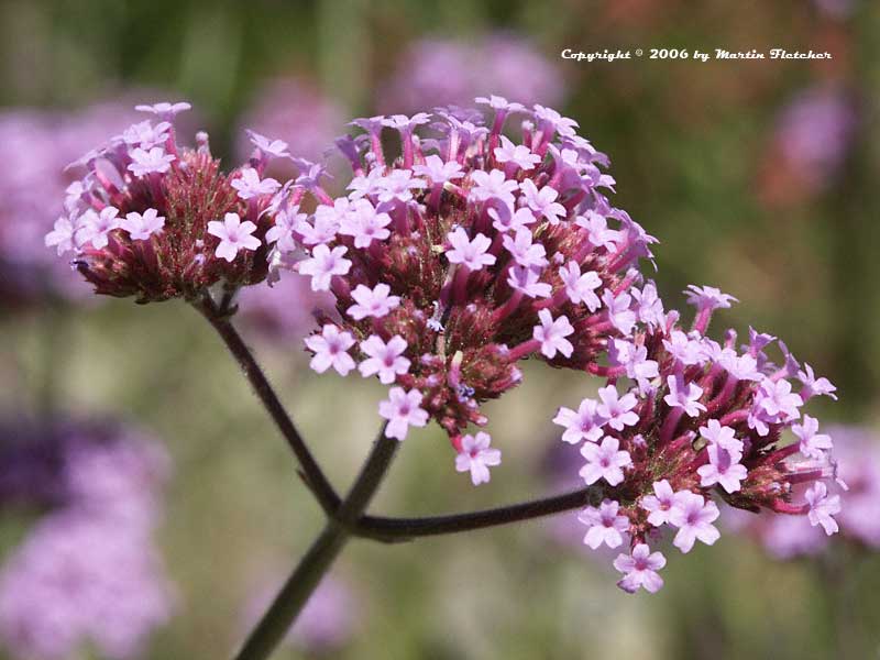 Verbena bonariensis, Purpletop Vervain