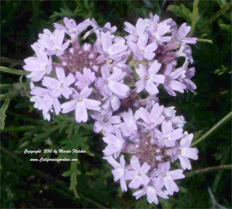 Verbena lilacina De La Mina, Cedros Island Verbena