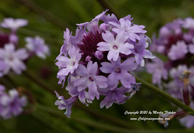 Verbena lilacina De La Mina, Cedros Island Verbena