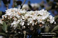 Viburnum macrocephalum, Chinese Snowball Viburnum