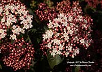 Viburnum tinus compactum, Arrow Wood