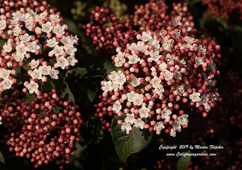 Viburnum tinus compactum, Arrowwood