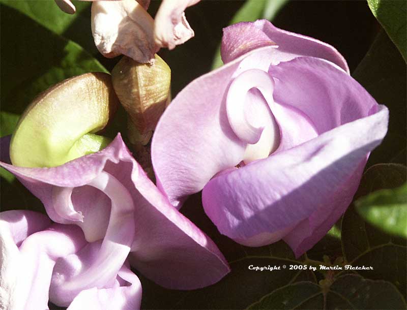 Vigna caracalla, Snail Vine