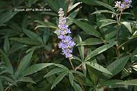 Vitex agnus-castus, Chaste Tree