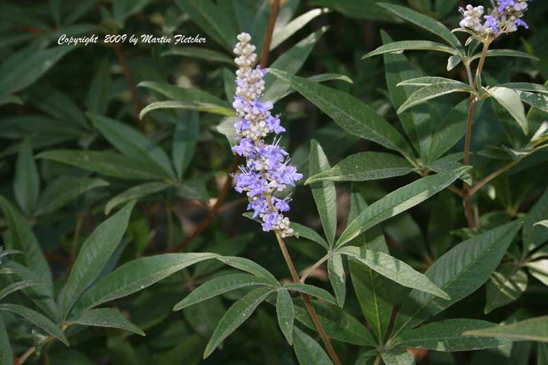 Vitex agnus castus, Chaste Tree