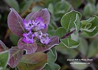 Vitex rotundifolia, Beach Vitex, Round Leaf Vitex