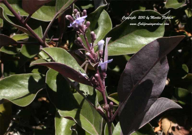 Alphabetical listing of plants that begin with V