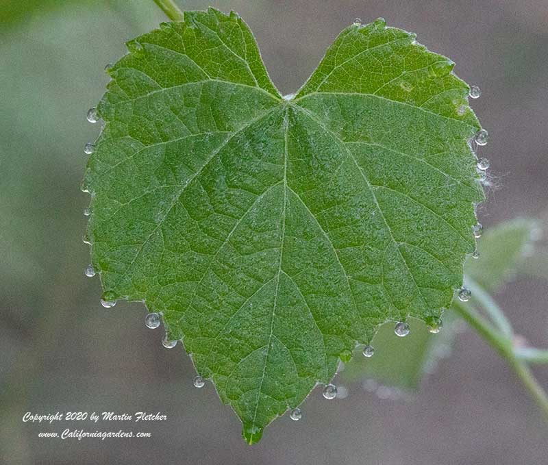 Vitis californica, California Wild Grape, dewdrops