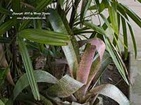 Vriesea hieroglyphica, King of the Bromeliads