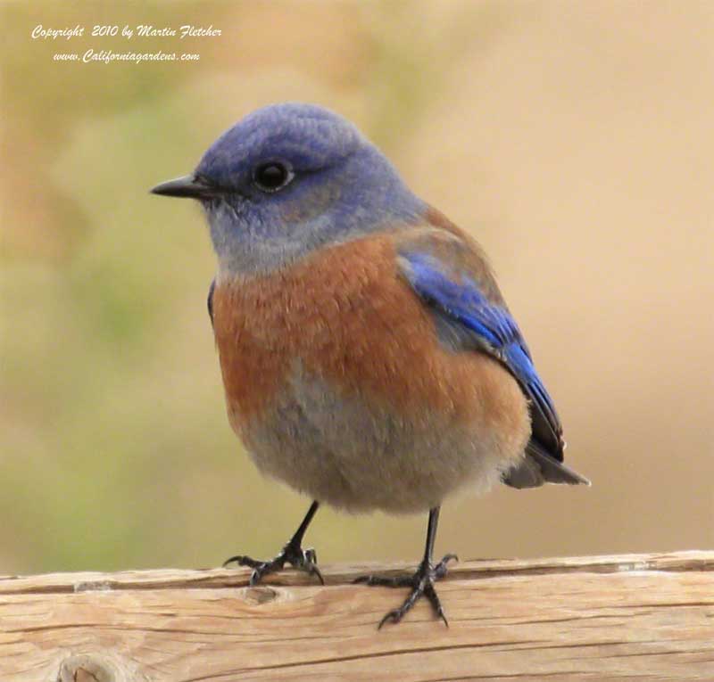 Western Bluebird