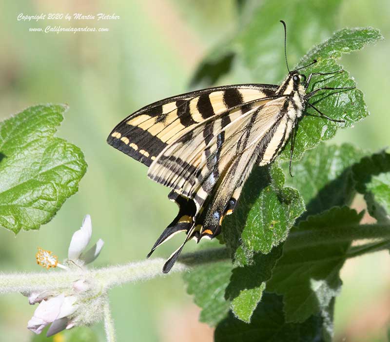 Western Tiger Swallowtail on Malacothamnus clementinus