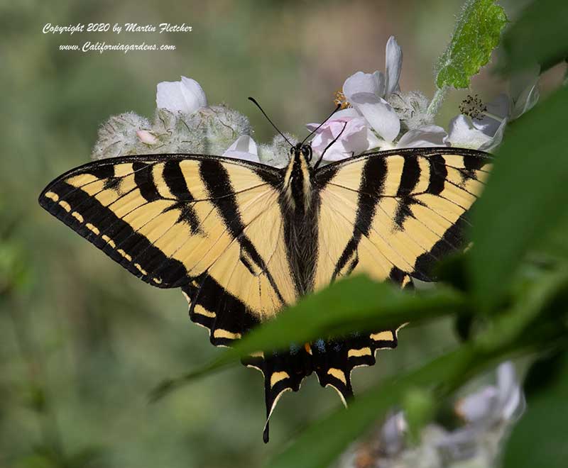 Western Tiger Swallowtail, Papilio rutulus