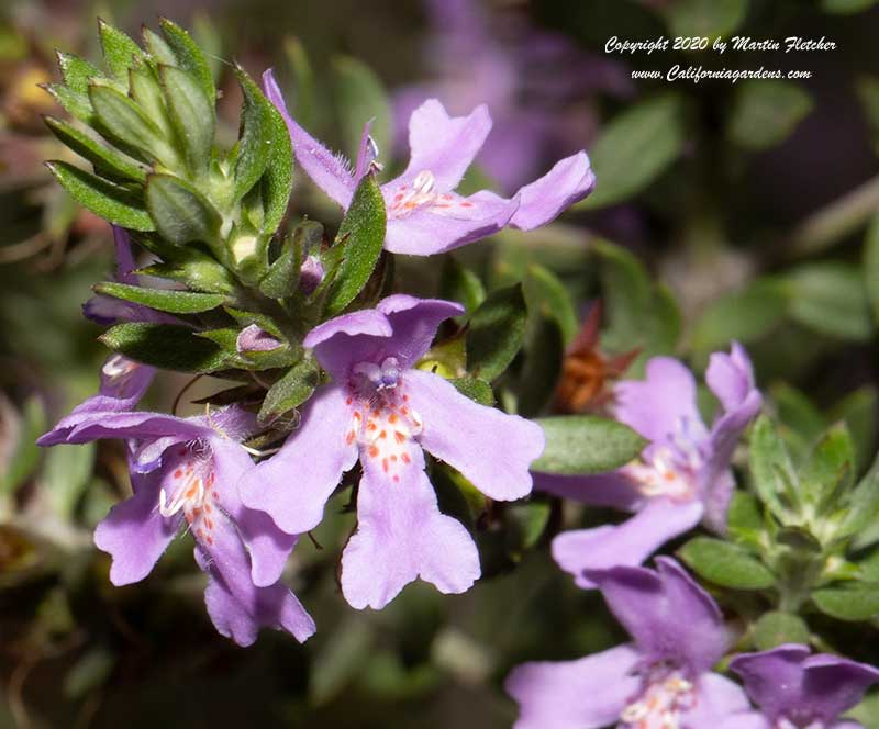 Westringia brevifolia, Small Leaf Westringia