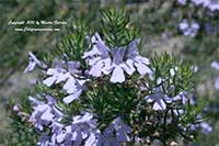 Westringia brevifolia, Small Leaf Westringia