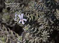Westringia fruticosa Morning Light, Coast Rosemary
