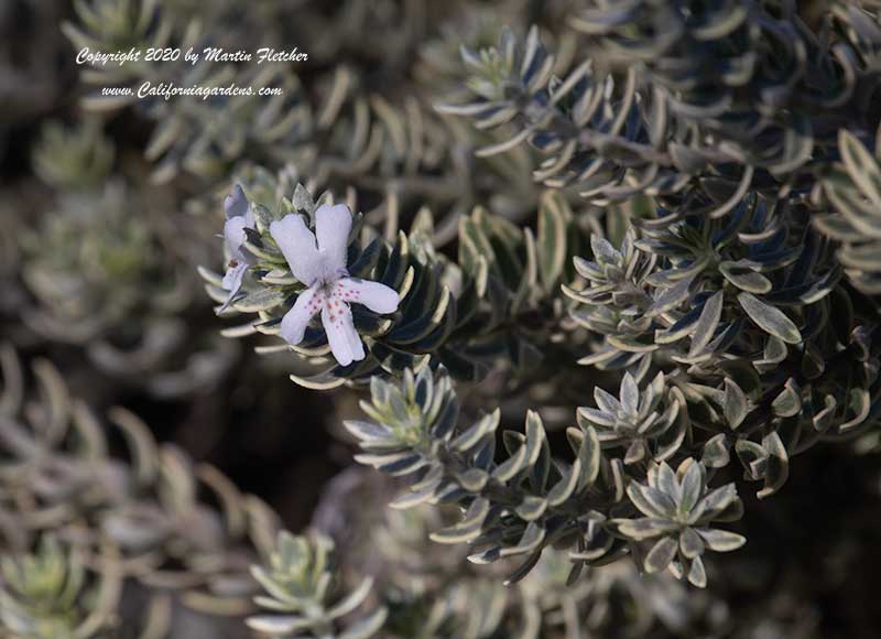 Westringia fruticosa Morning Light, Coast Rosemary