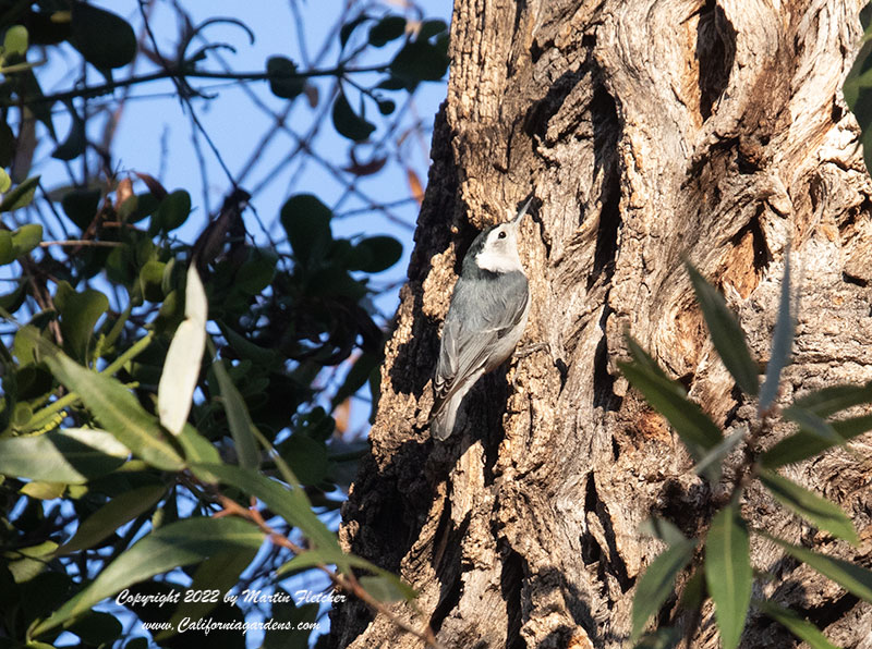 Salix lasiolepis, Arroyo Willow Bark, White Breasted Nuthatch