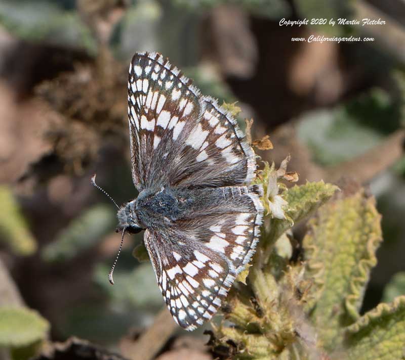 White Checkered Skipper, Pyrgus albescens