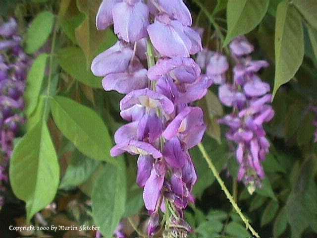 Wisteria sinensis, Blue Chinese Wisteria