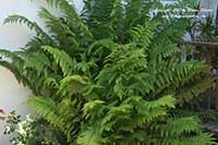 Woodwardia fimbriata, Giant Chain Fern