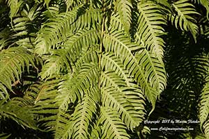 Woodwardia unigemmata, Chinese Chain Fern