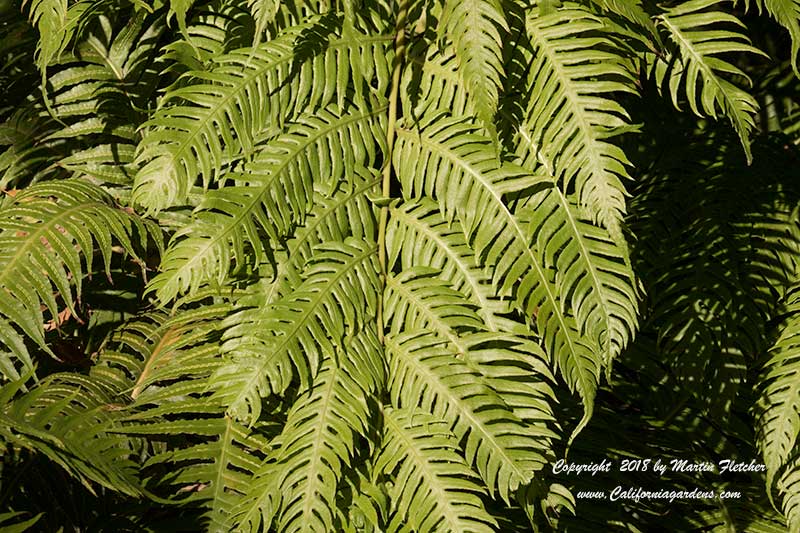 Woodwardia unigemmata, Chinese Chain Fern