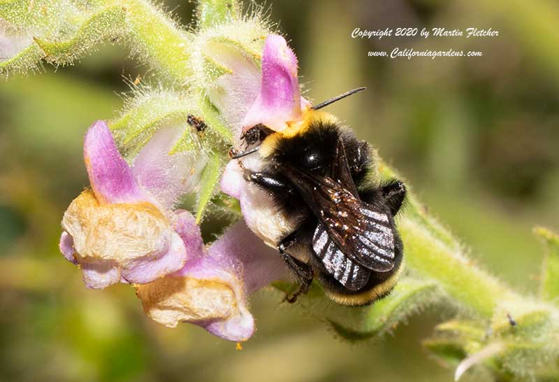 Yellow Faced Bumblebee, Bombus vosnesenskii