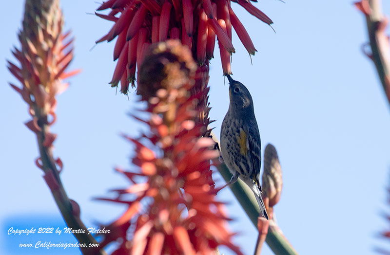 Yellow Rumped Warbler, Aloe arborescens