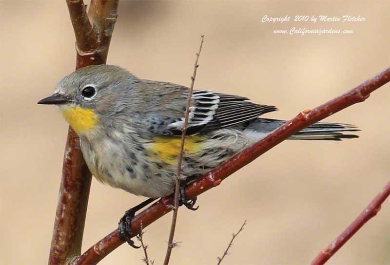 Yellow Rumped Warbler