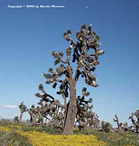 Yucca brevifolia, Joshua Tree