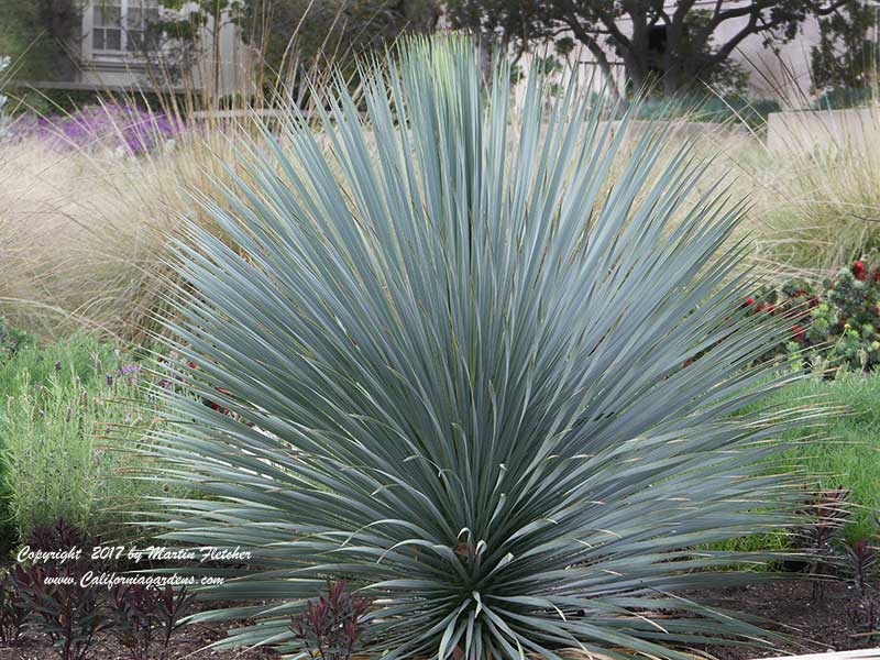 Yucca rostrata Blue Velvet, Beaked Yucca, Big Bend Yucca