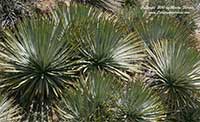 Yucca whipplei, Our Lord's Candle