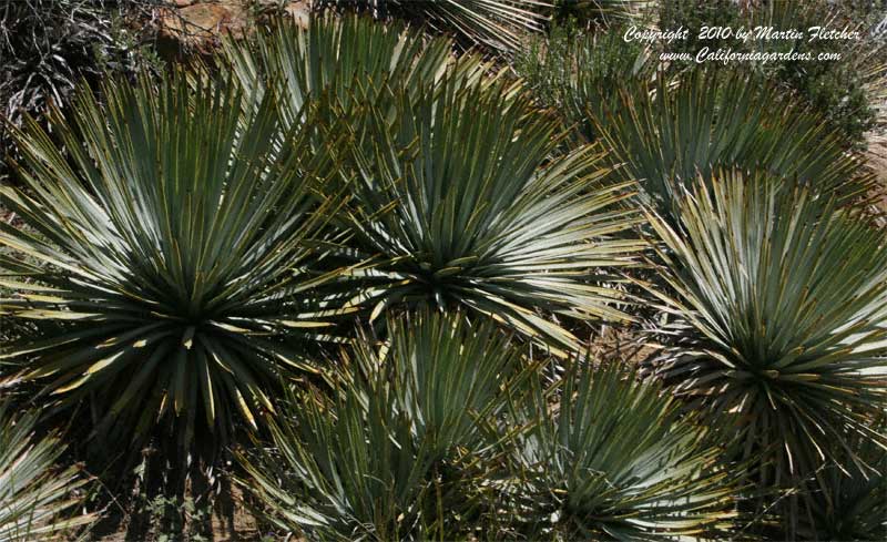 Yucca whipplei, Our Lord's Candle, (Hesperoyucca whipplei)