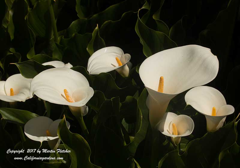 Zantedeschia aethiopica, Calla Lily