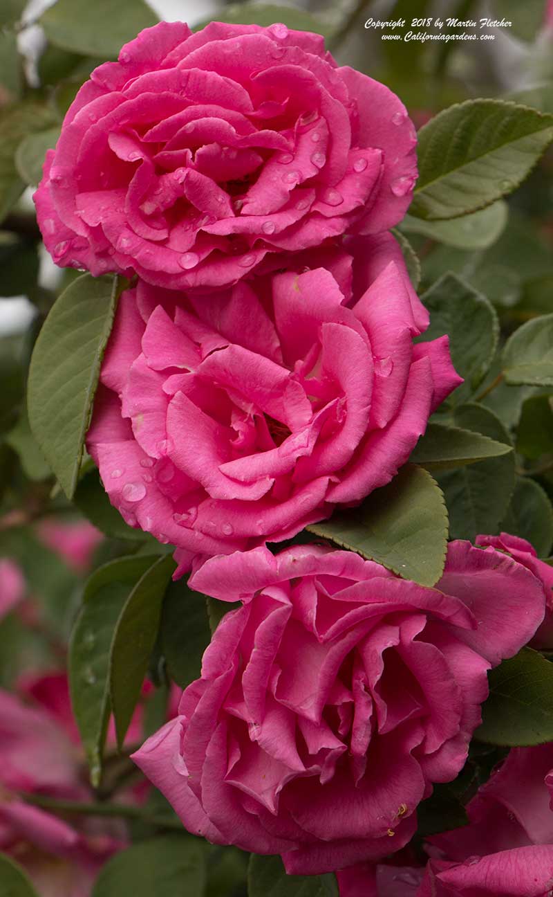 Zepherine Drouhin Rose