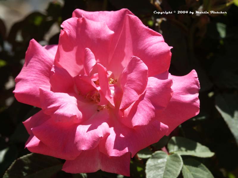 Zephirine Drouhin Rose