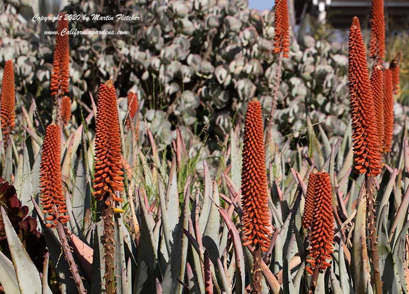 Aloe petricola, Stone Aloe