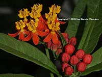 Asclepias tuberosa, Butterfly Weed