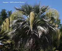 Brahea armata, Mexican Blue Palm, Blue Hesper Palm