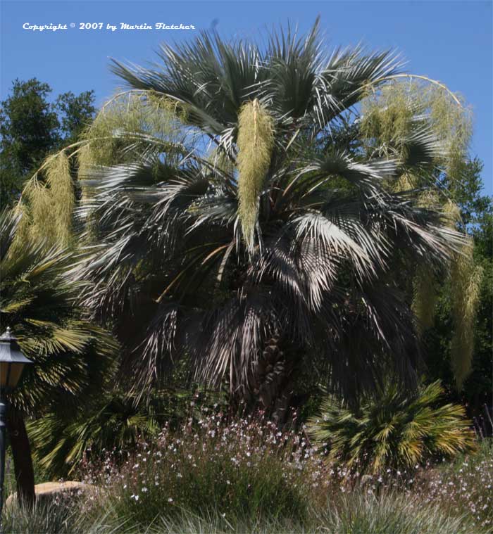 Brahea armata, Mexican Blue Palm, Blue Hesper Palm