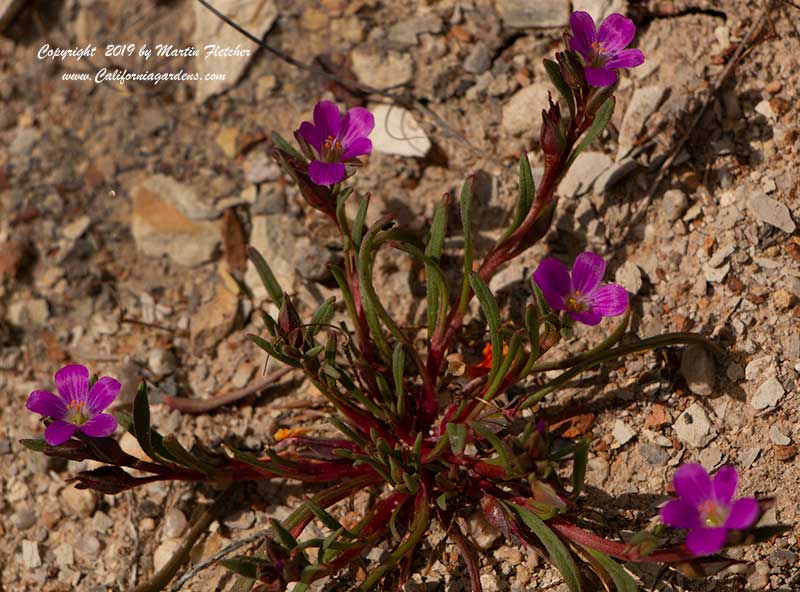 Calandrinia ciliata, Red Maids, Fringed Red Maids