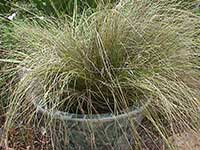 Carex testacea, Orange Sedge
