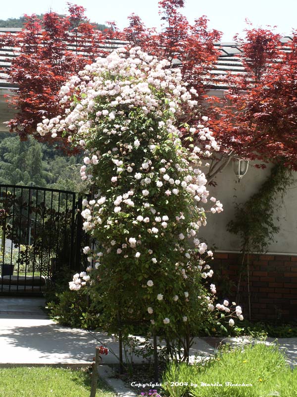 Rose Arbor | California Gardens