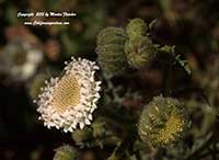 Chaenactis artimisiifolia, White Pincushion